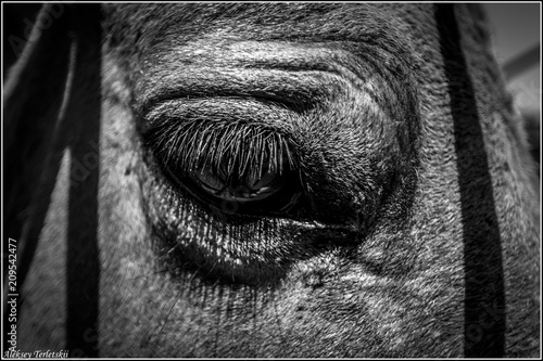  horse's eye