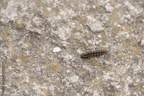 A caterpillar with hairs and thorns climbing the stone.