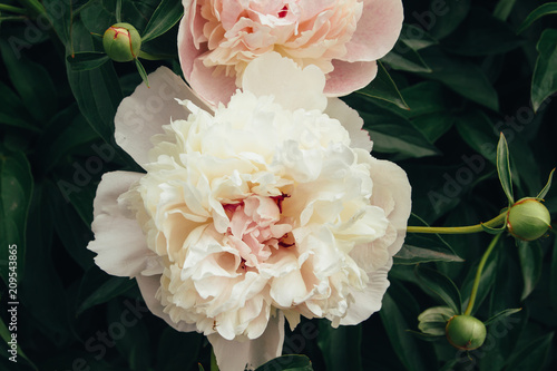 the flowers are white peonies