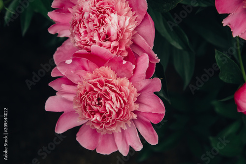 the flowers are pink peonies