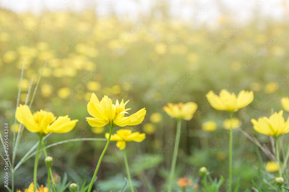 Cosmos Flower field beautiful of background,spring season flowers warm tone Cosmos Flower field beautiful of background,spring season flowers warm tone