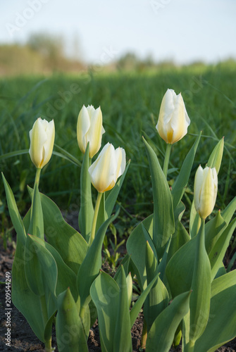 Tulipa fosteriana Purissima (Syn. Tulip White Emperor) photo