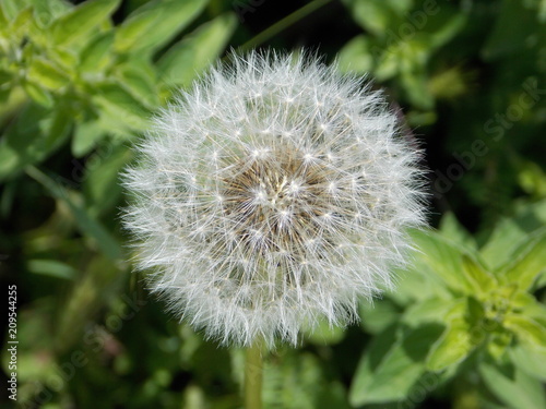 Fototapeta Naklejka Na Ścianę i Meble -  pissenlits