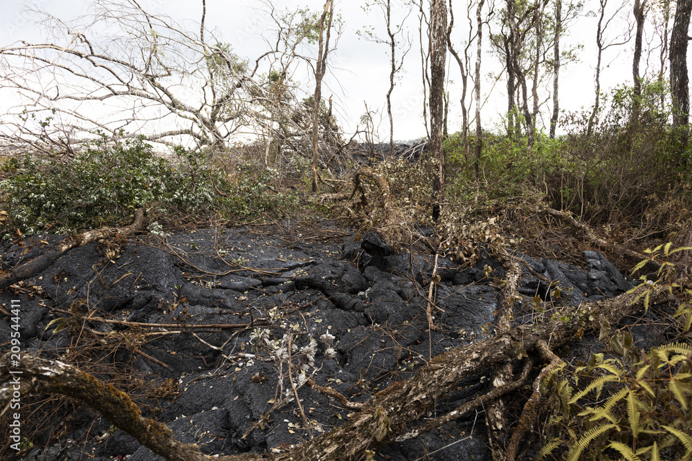 Lava flow in Hawaii, which has burned trees and shrubs Lava flow in Hawaii, which has burned trees and shrubs