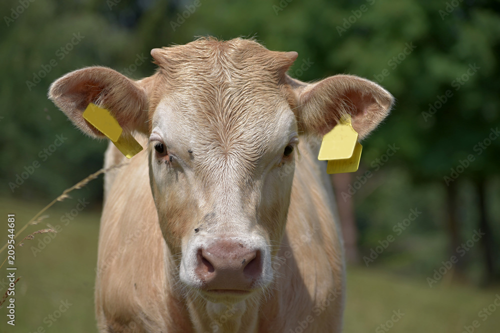 Young beef cattle on a grassy pasture. Detail of a cow Young beef cattle on a grassy pasture. Detail of a cow