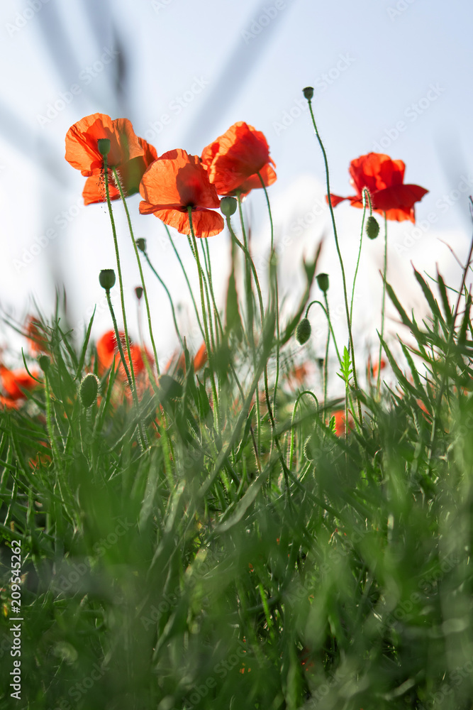 Fototapeta premium Poppies in a field