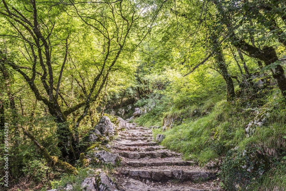 wood forest road with stone stairs wood forest road with stone stairs