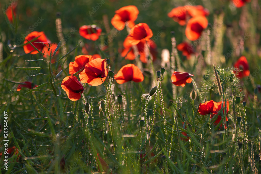 Obraz premium Poppies in a field