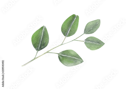 Set of eucalyptus branch watercolor hand painting, tropical leaf for decoration concept