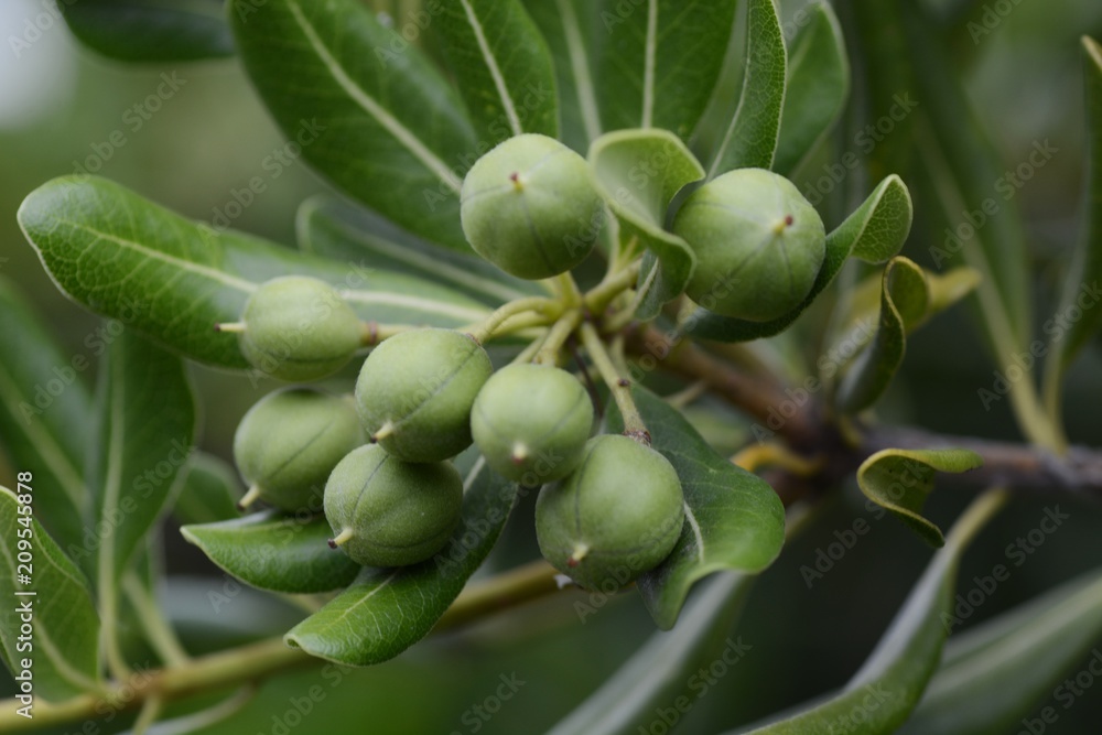 Nuts of Japanese cheesewood / Beach plants Nuts of Japanese cheesewood / Beach plants