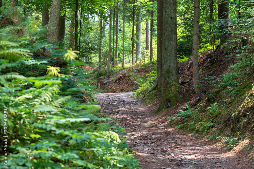 Wald mit Wanderweg Wald mit Wanderweg