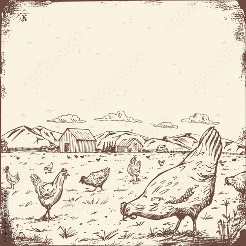 Hand drawn a flock of chicken in meadow sign, Vector