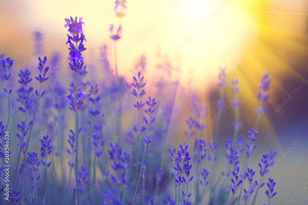 Naklejka premium Lawendowe pole, Kwitnące fioletowe pachnące kwiaty lawendy. Rosnąca lawenda kołysząca się na wietrze nad zachodem słońca niebo, żniwa, perfumy, aromaterapia