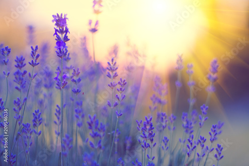 Lavender field, Blooming violet fragrant lavender flowers. Growing lavender swaying on wind over sunset sky, harvest, perfume ingredient, aromatherapy