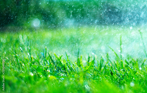 Grass with rain drops. Watering lawn. Rain. Blurred green grass background with water drops closeup. Nature. Environment concept