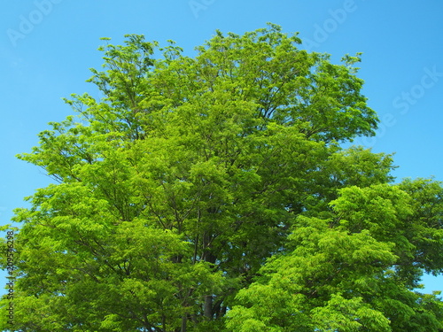 青空と新緑の欅 © smtd3