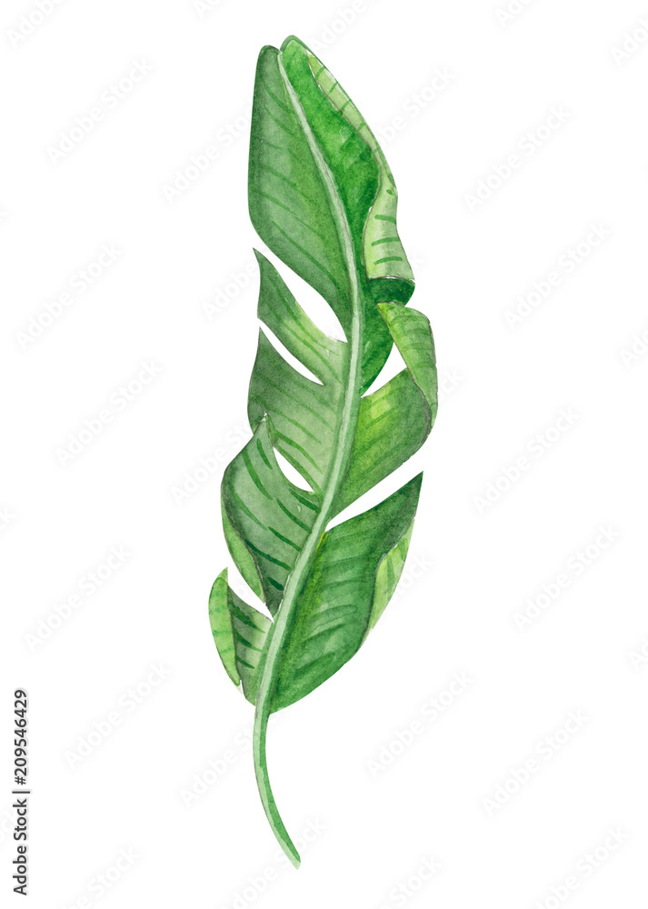 Set of Tropical banana green leaves watercolor illustration - obrazy, fototapety, plakaty 
