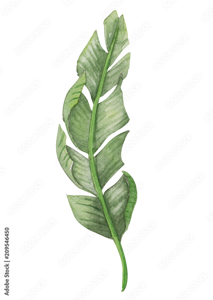 Set of Tropical banana green leaves watercolor illustration - obrazy, fototapety, plakaty 