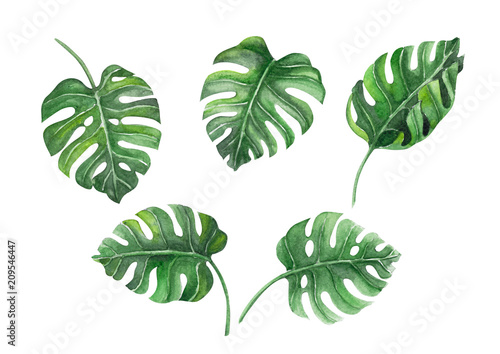 Set of Green monstera tropical leaves watercolor illustration, isolated on white background photo