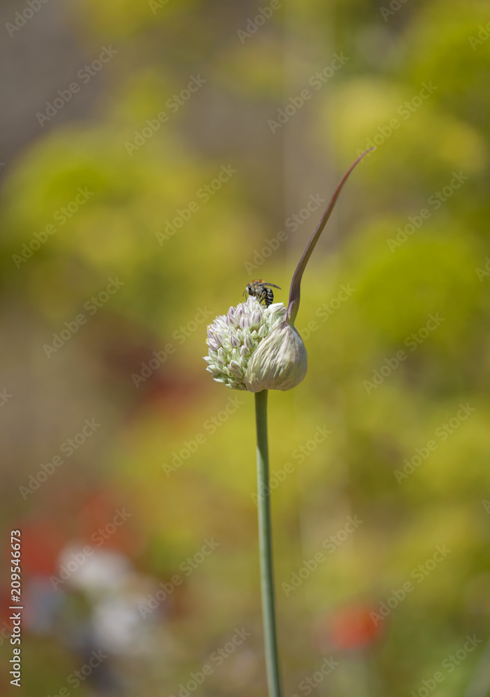 Flora of Gran Canaria - Allium ampeloprasum Flora of Gran Canaria - Allium ampeloprasum