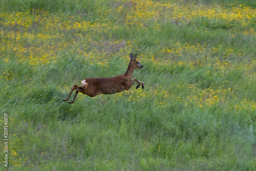 Roe deer, capreolus capreolus, in a filed full of yellow flowers, standing and running, cairngorms national park, scotland.