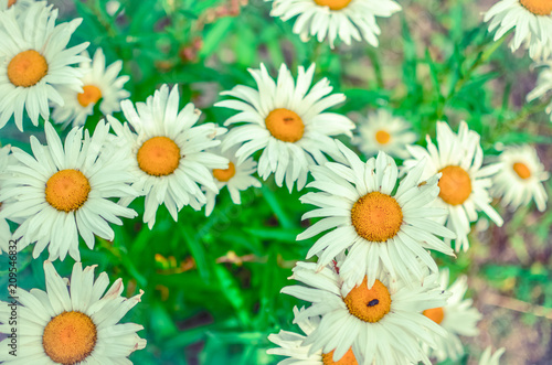 Many fresh wild daisy flowers growing in summer sunny flowerbed