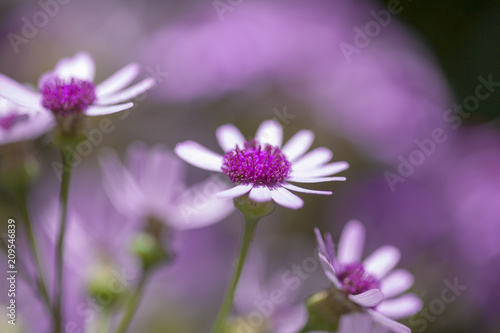 Flora of Gran Canaria - Pericallis webbii