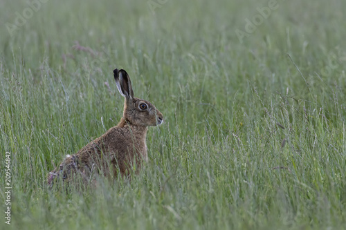 Brown Hare, lepus europaeus, sitting, in long grass trying to hide in a field during summer in the cairngorms national park. © Paul