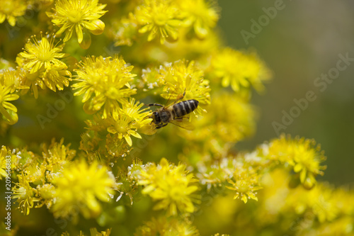 Flora of Gran Canaria -  Aeonium arboreum photo