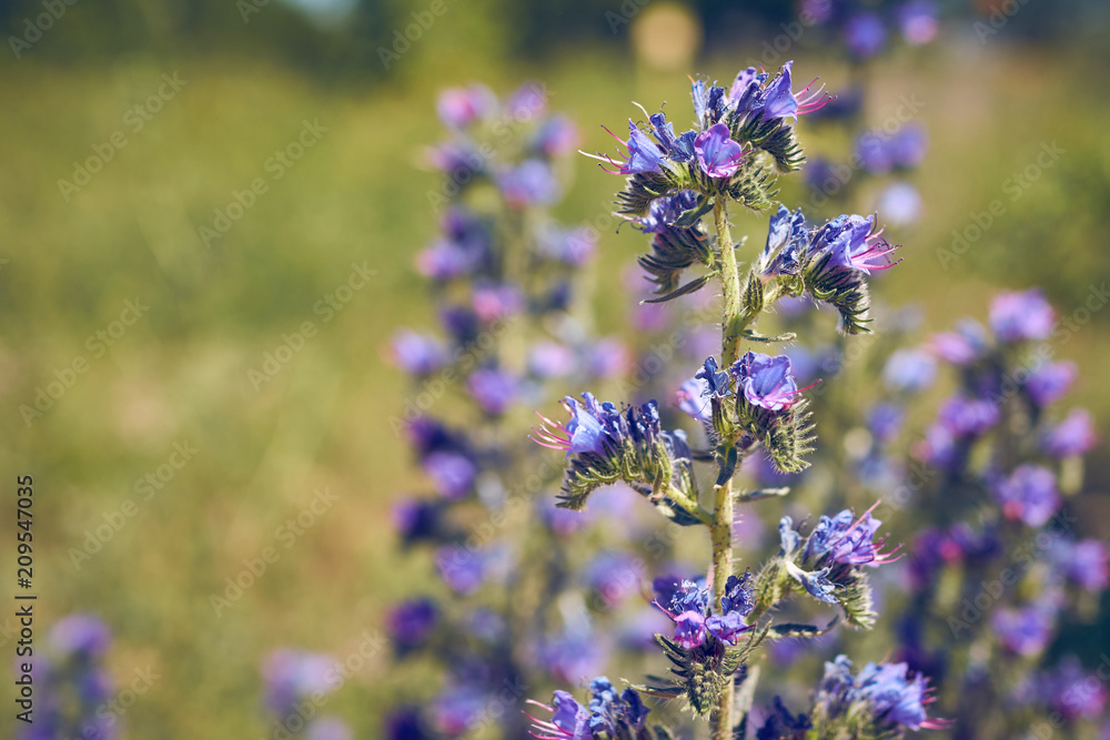 Obraz premium Echium vulgare flowers with Bumble Bee