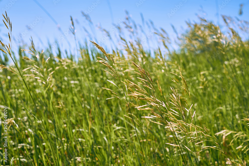 Fresh green grass close-up.