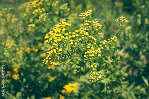 officinalis yellow flowers immortelle photo