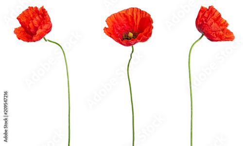 Wild red poppies in a row isolated on white background.Different angles