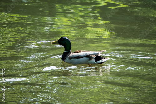 Ducks Pond