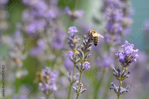 The bee pollinates the lavender flowers. Plant decay with insects. © kosolovskyy