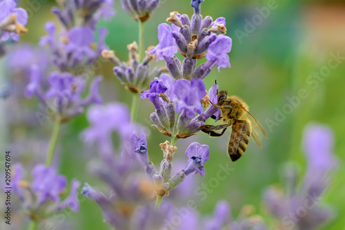 The bee pollinates the lavender flowers. Plant decay with insects.