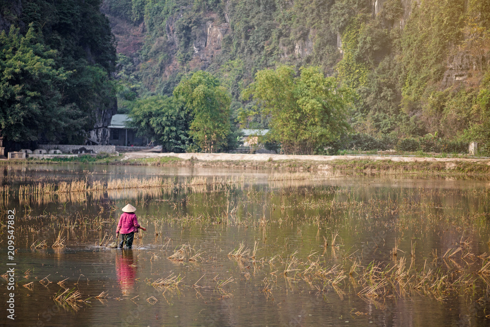 Vietnam women worked at the rice field to plantation rice in raining season Vietnam women worked at the rice field to plantation rice in raining season