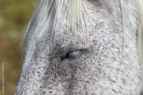closeup of gray ranch horse head, eyelashes and mane