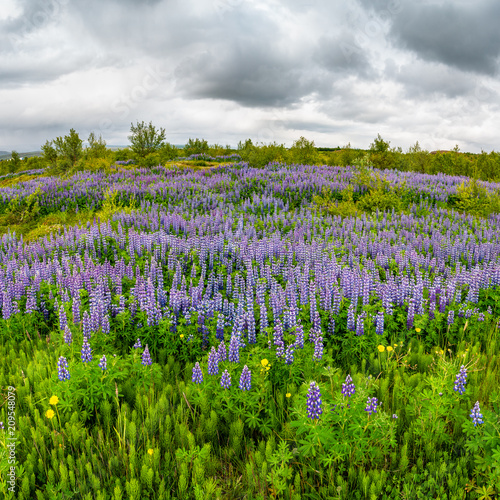 Beautiful purple Lupin Nootka meadows field on Eastern Iceland