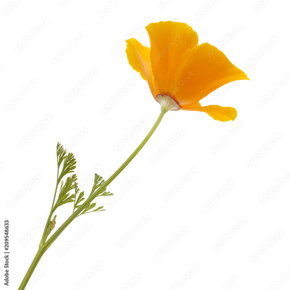 Naklejka premium Flora of Gran Canaria - California poppy
