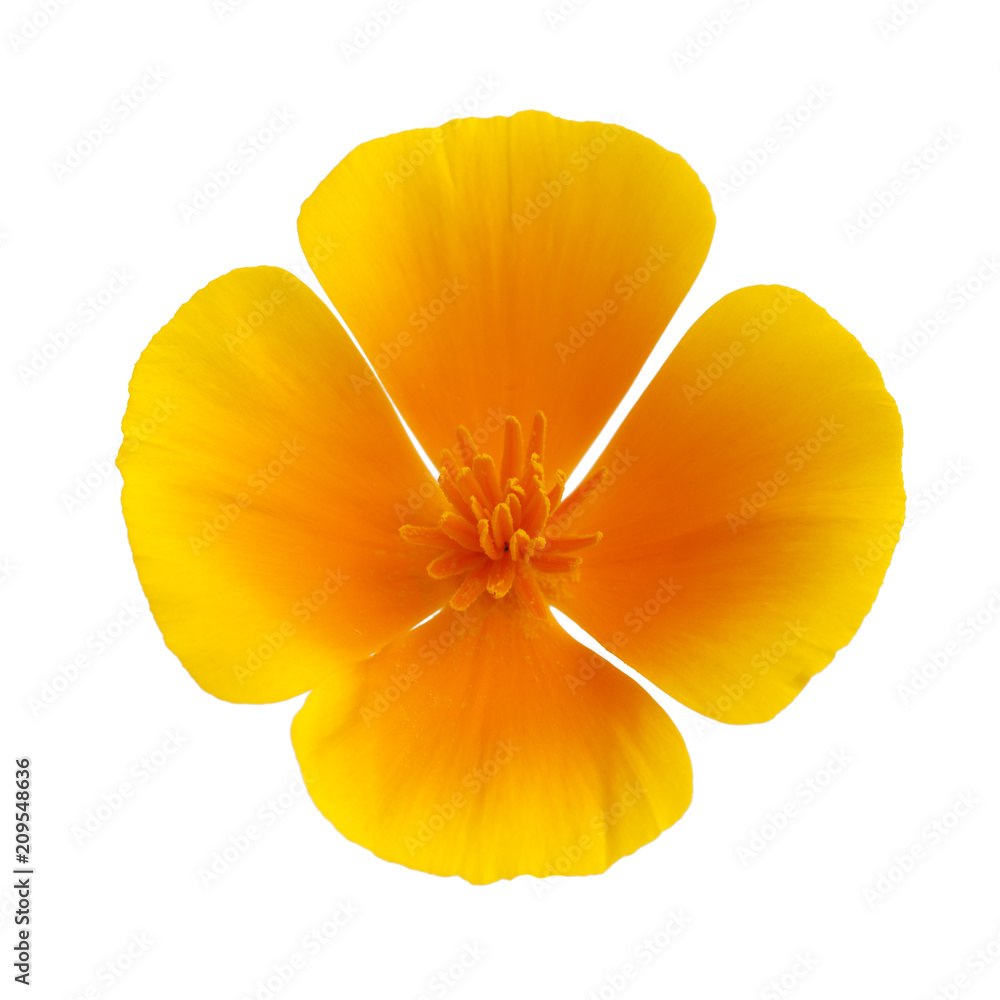 Naklejka premium Flora of Gran Canaria - California poppy