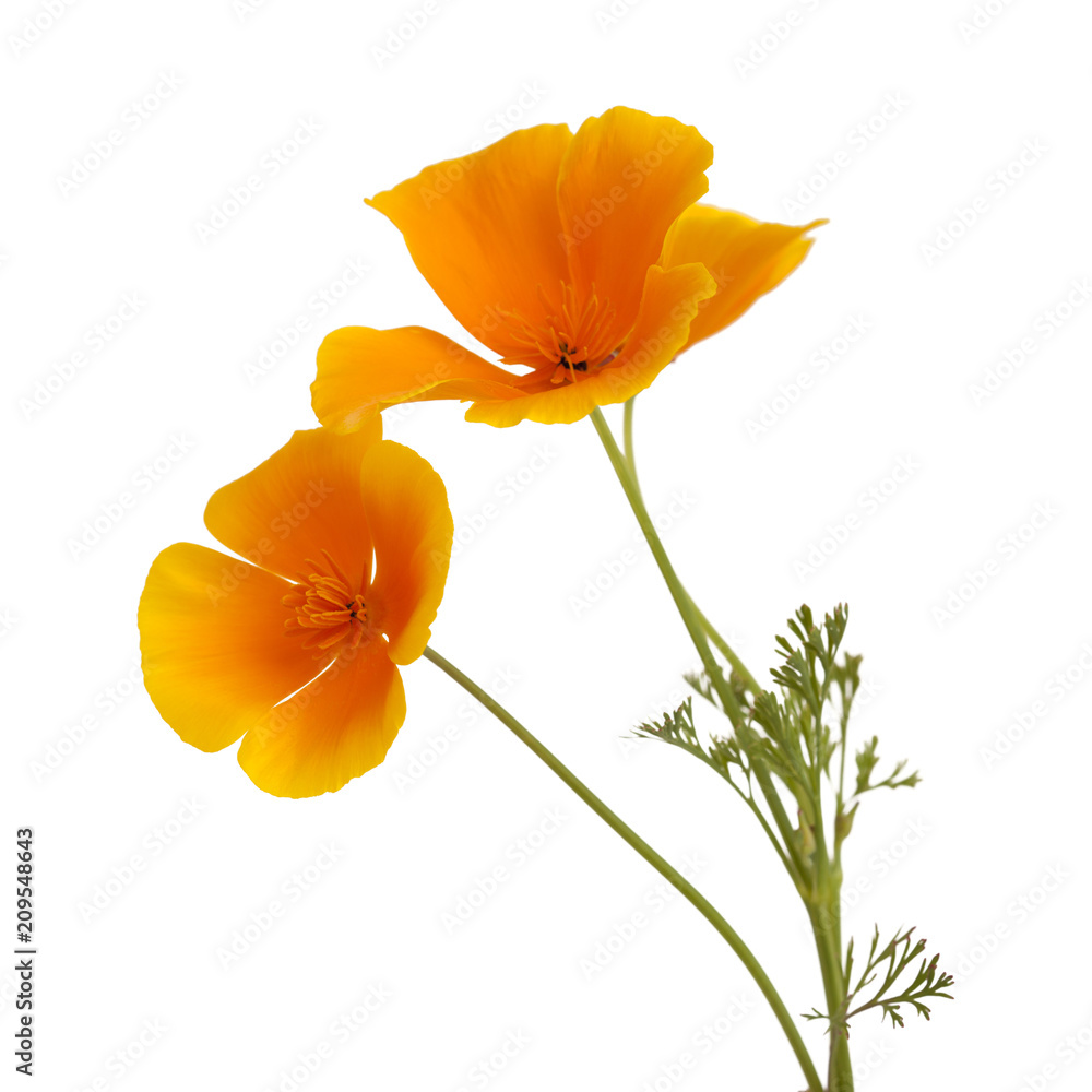 Obraz premium Flora of Gran Canaria - California poppy