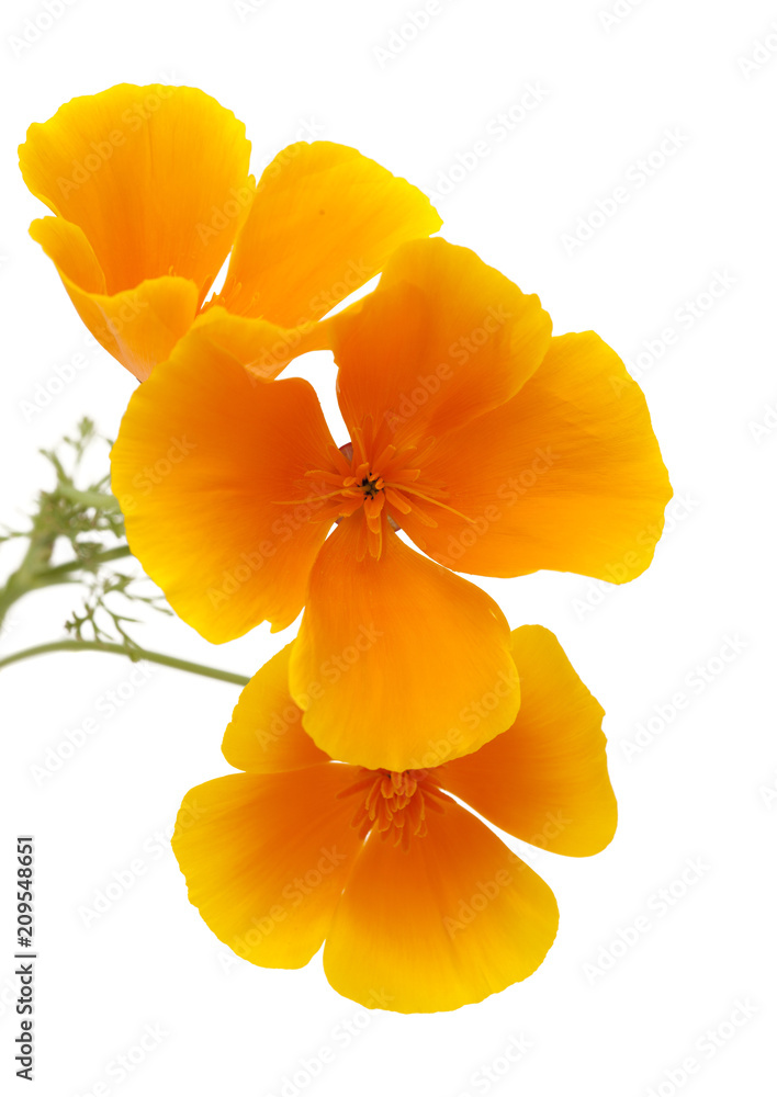Naklejka premium Flora Gran Canarii - California poppy