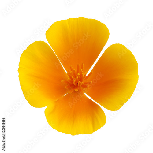 Flora of Gran Canaria - California poppy