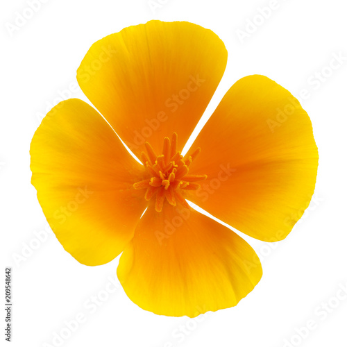 Fototapeta Naklejka Na Ścianę i Meble -  Flora of Gran Canaria - California poppy