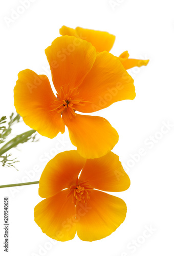 Fototapeta Naklejka Na Ścianę i Meble -  Flora of Gran Canaria - California poppy