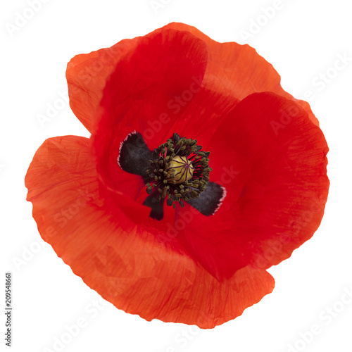 Fototapeta Naklejka Na Ścianę i Meble -  Flora of Gran Canaria -  field poppy