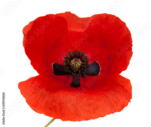 Fototapeta Naklejka Na Ścianę i Meble -  Flora of Gran Canaria -  field poppy