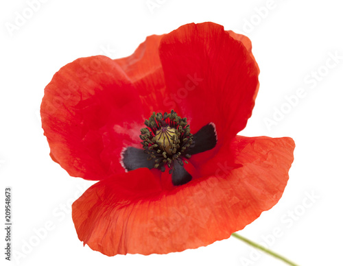 Fototapeta Naklejka Na Ścianę i Meble -  Flora of Gran Canaria -  field poppy