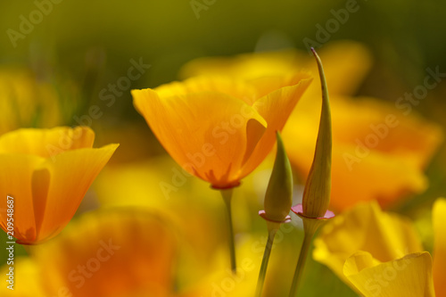 Fototapeta Naklejka Na Ścianę i Meble -  Flora of Gran Canaria - California poppy